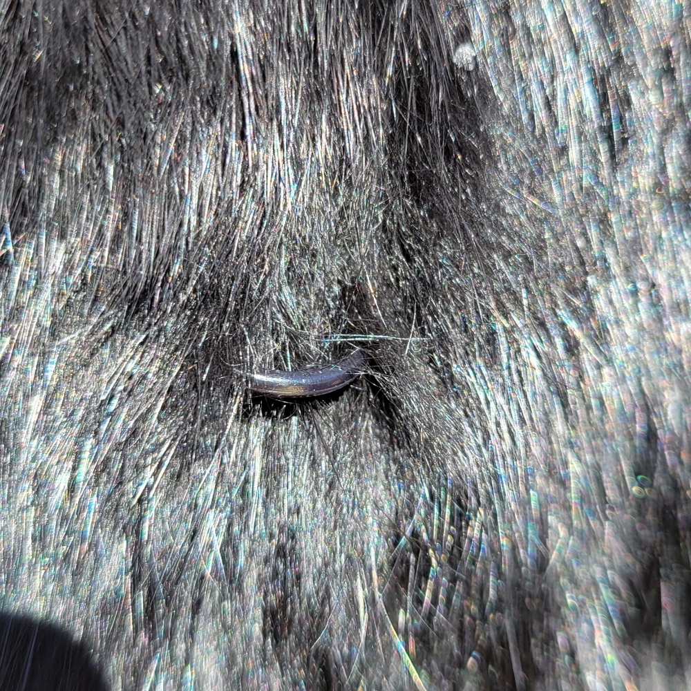 60's-70's Vintage Somerset Fur Black Rabbit Chic Chinese Collar Fur Coat Sz M - Picture 6 of 10